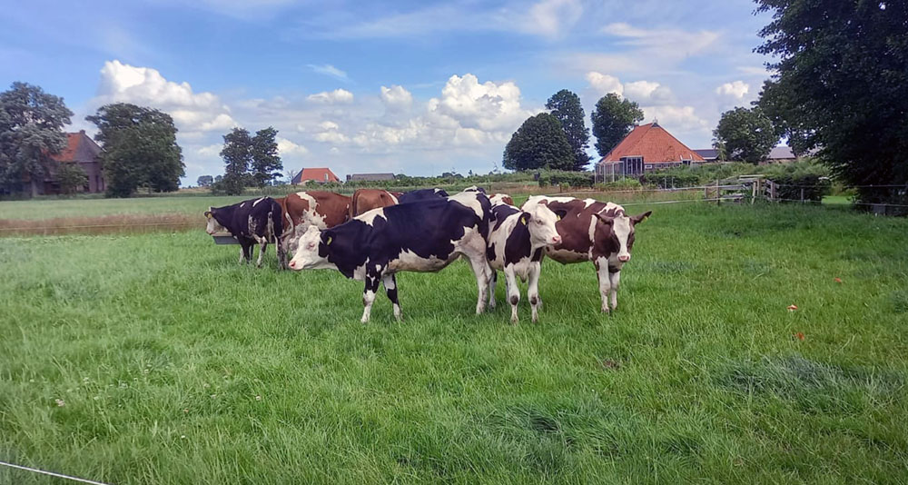Uniek Varkensvlees