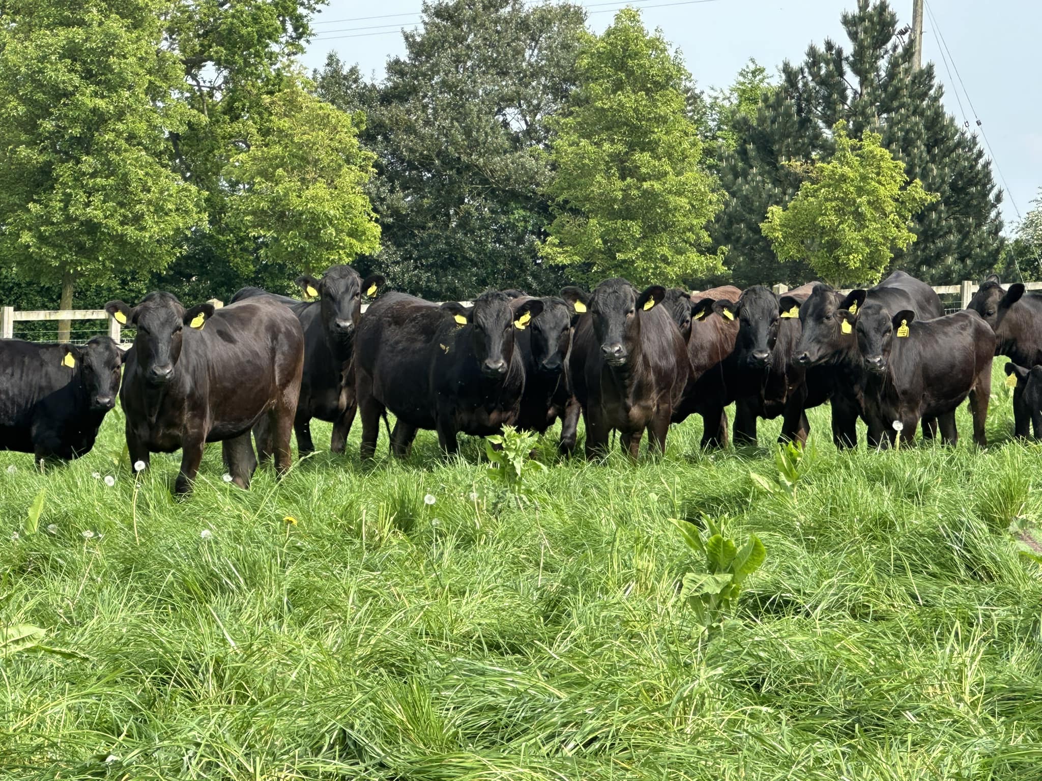 Wagyu boerderij